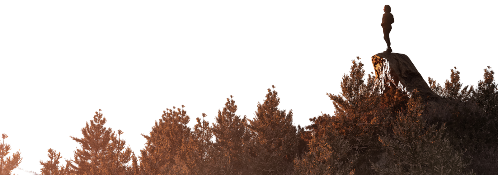 aljood specialty coffee