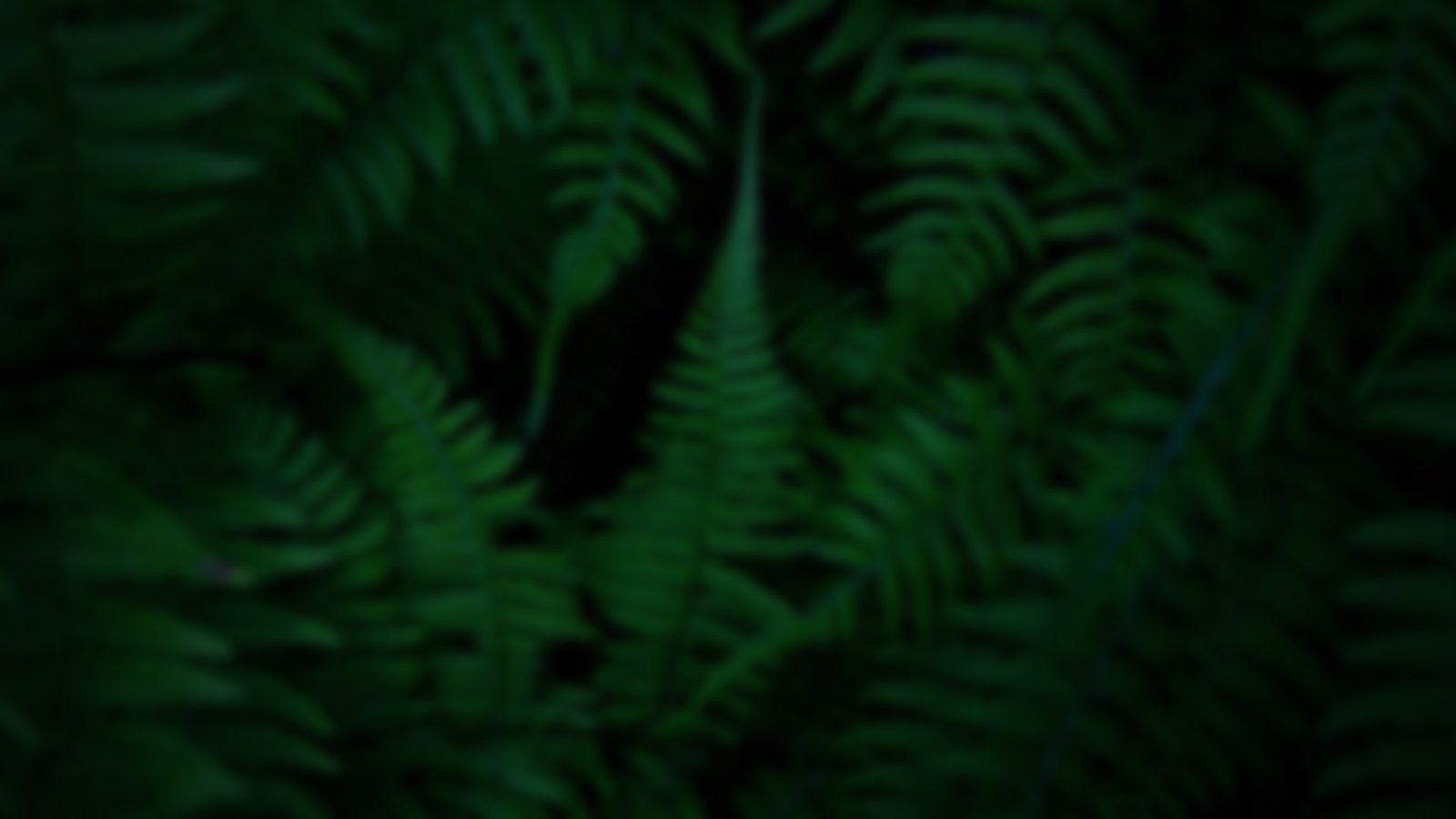 aljood specialty coffee