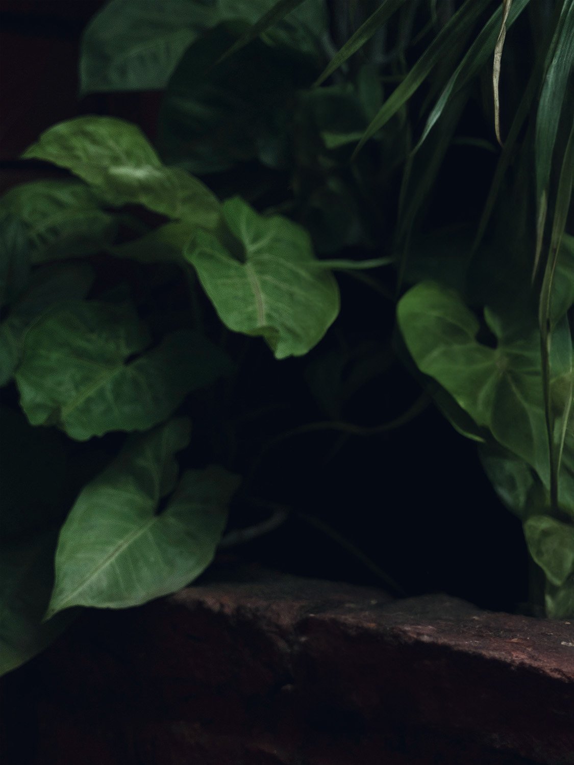 ego specialty coffee